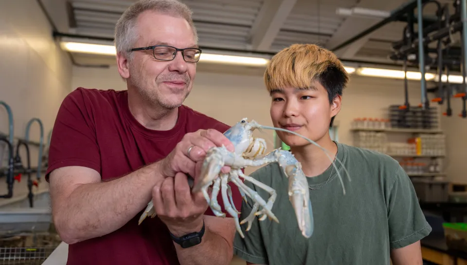 UNE researchers examine an albino lobster