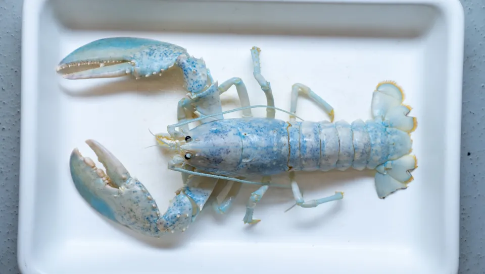 An albino lobster 