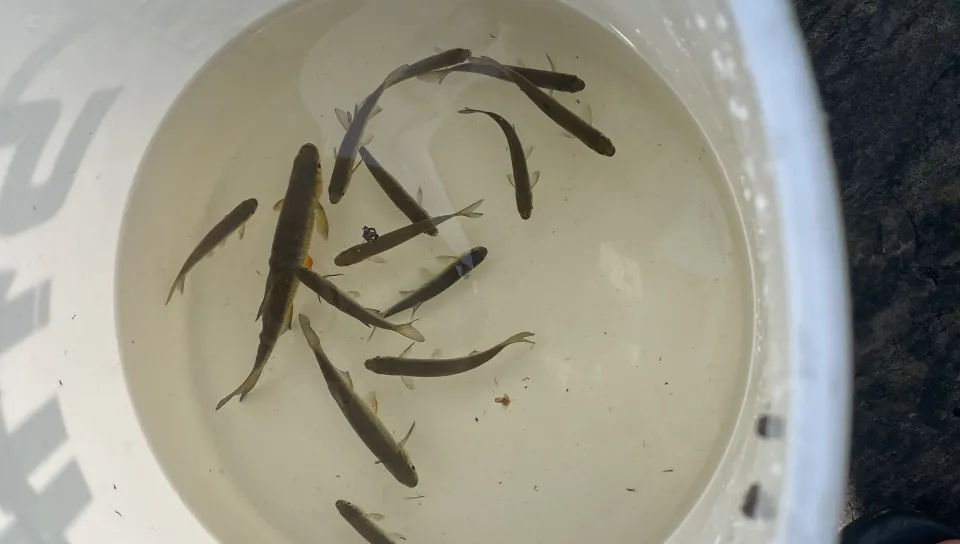 Fish swim in a bucket of water