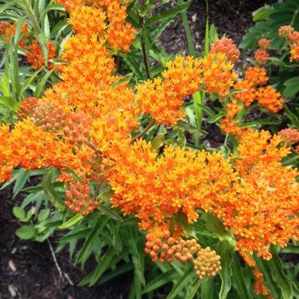 Milkweed growing in the Biddeford Campus rain garden