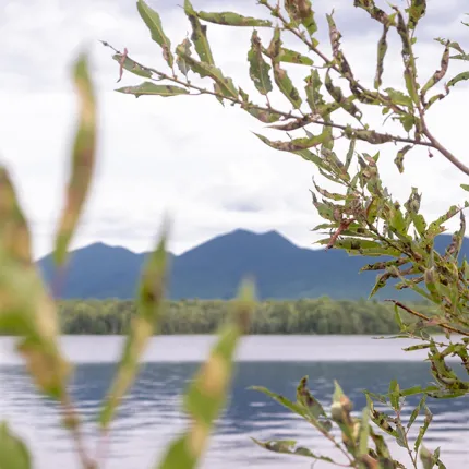 The view of sugarloaf mountian from infront of a lake with vegitation infront of the view