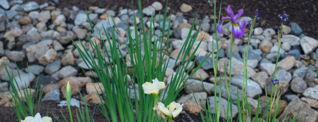 Different types of flowers growing in the rain garden