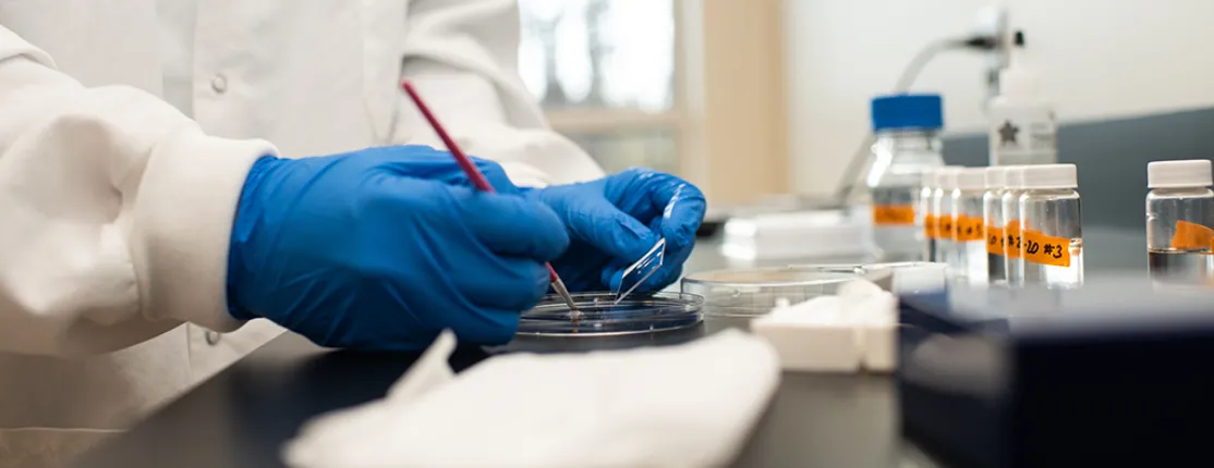 A close-up of hands in blue latex gloves working on a petri dish