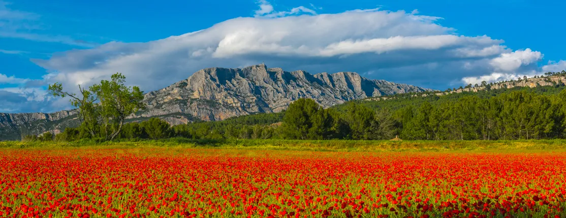 A rocky mountain behind a field of red tulips