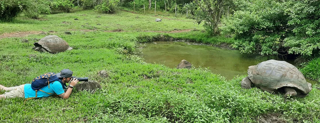 A U N E student photographs giant tortoises in a grassy wetland during a Galápagos study abroad trip.