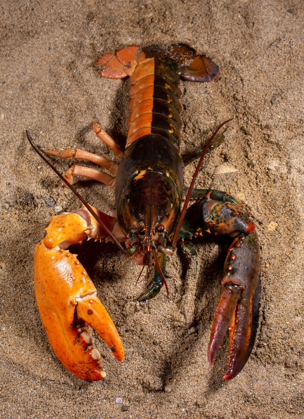 Photo of split colored lobster