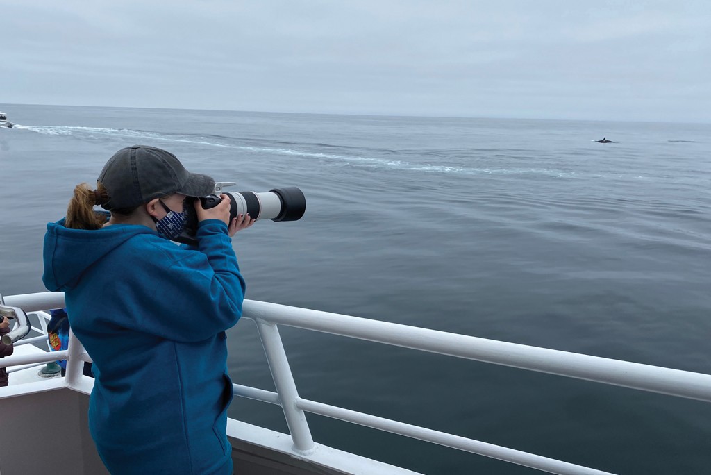 U N E student Morgan Quimby taking identification photos of a wild orca