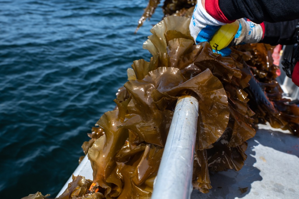 Kelp is harvested at a UNE site in May 2021