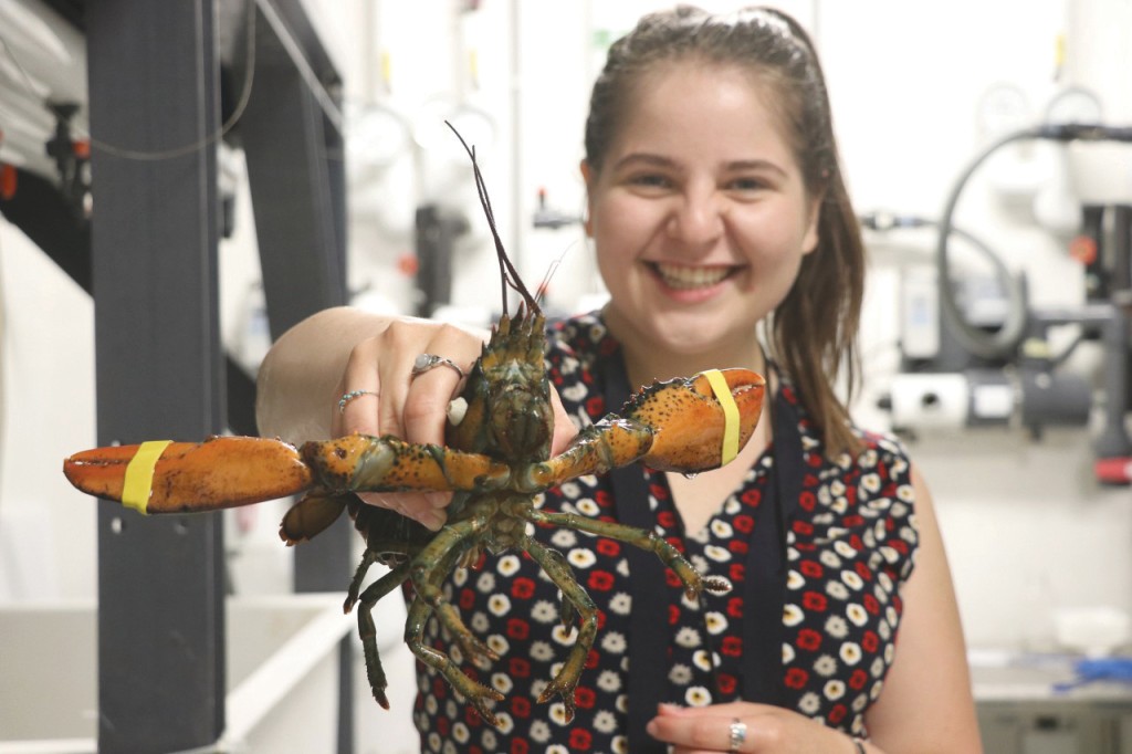 A student holds a lobster with banded claws