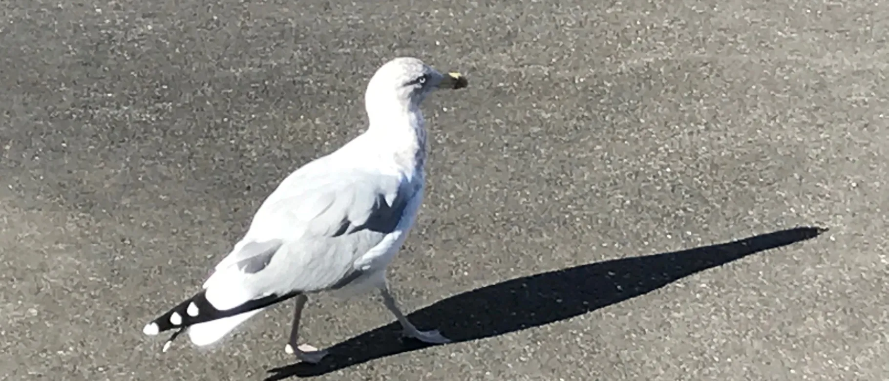 Herring gull