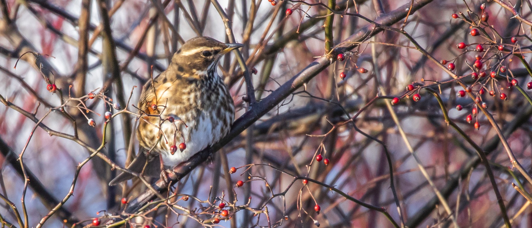 A rare Redwing bird seen in Capisic Pond Park in Portland, only the second such sighting of a bird of this kind in Maine