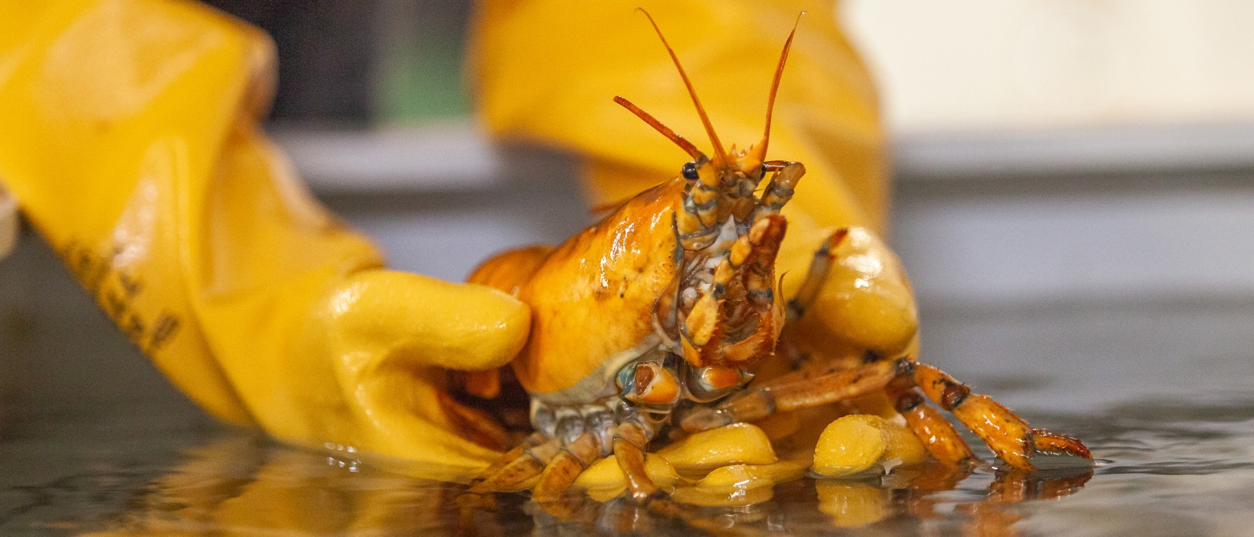 Banana the yellow lobster is being housed at the Marine Science Center