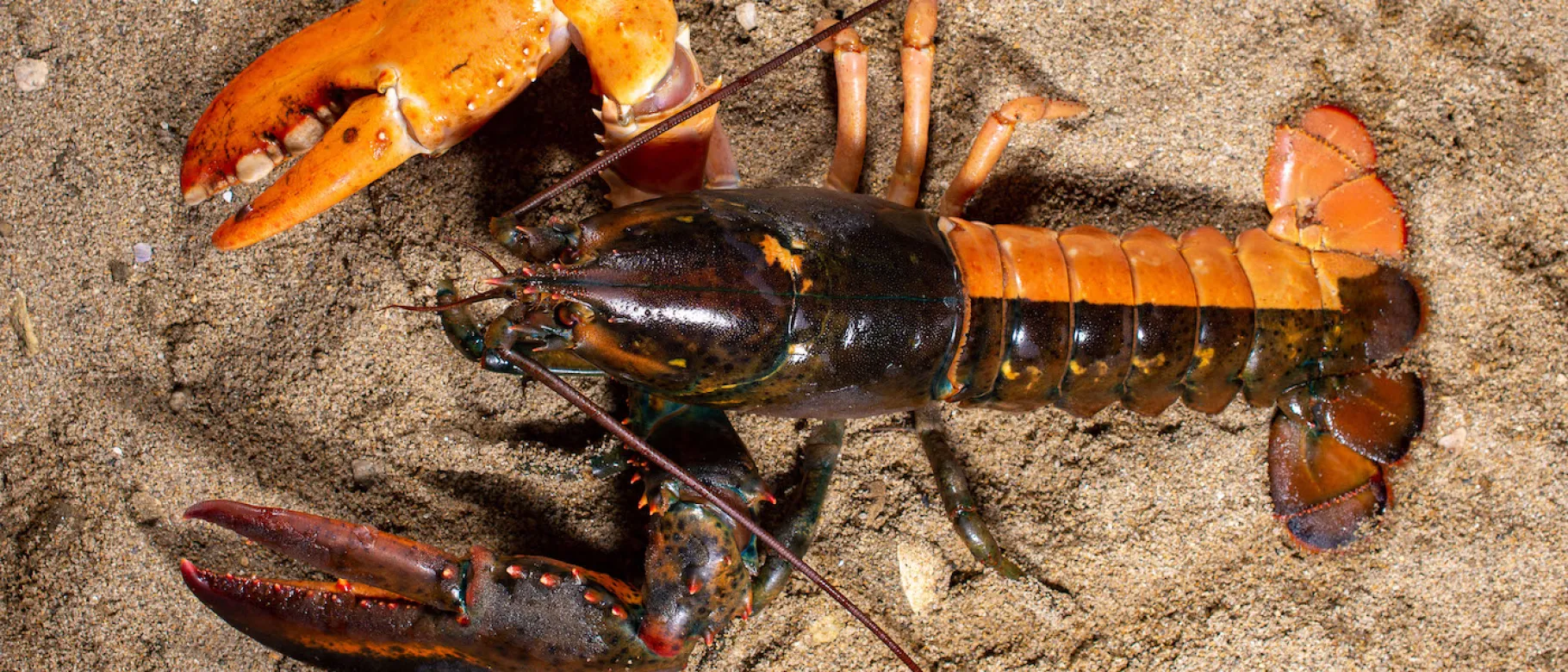 Photo of split colored lobster