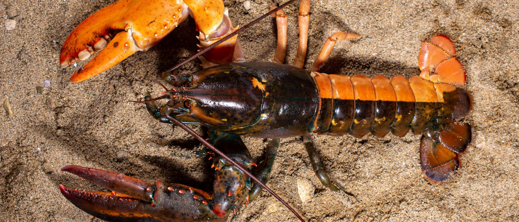 UNE's Marine Science Center home to another rare lobster
