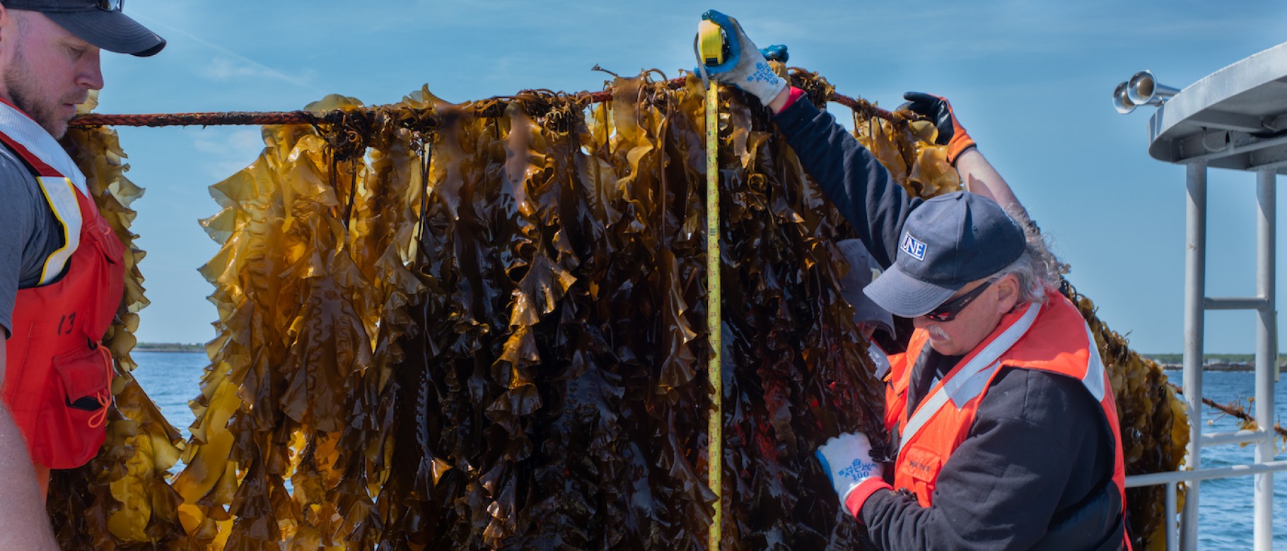 UNE faculty pull up seaweed