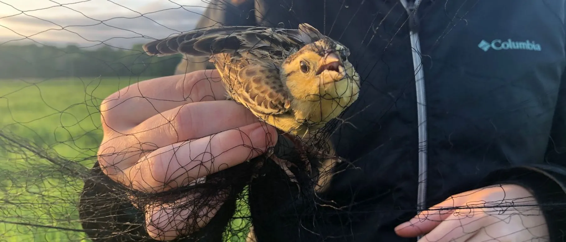 Student hold a songbird