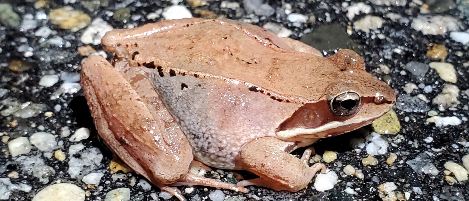 Frog on road