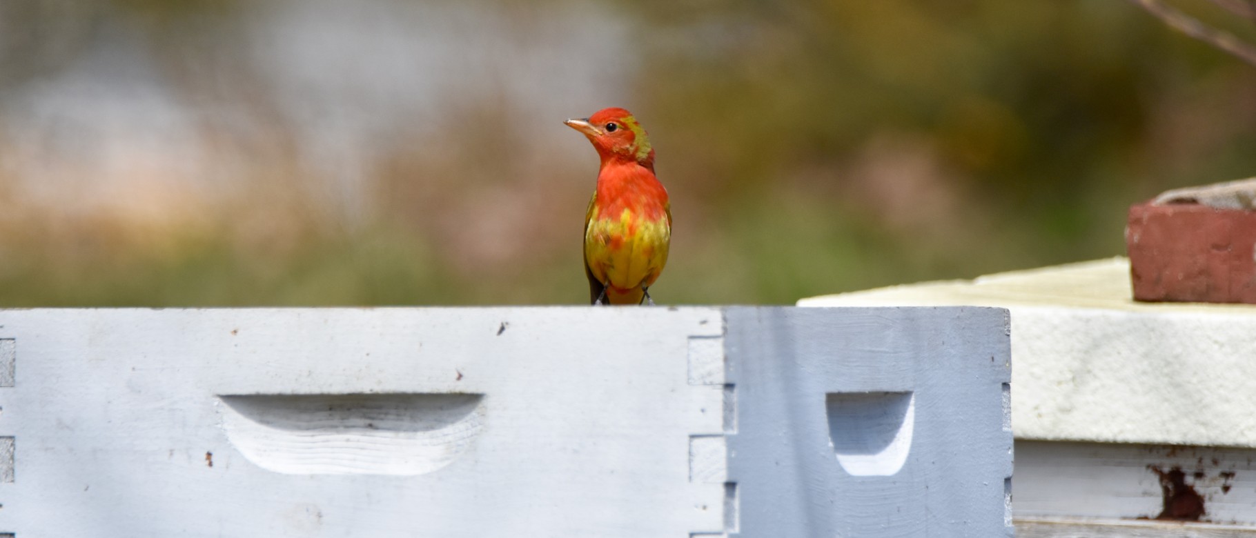 A rare red-and-yellow summer tanager spotted in Biddeford Pool 