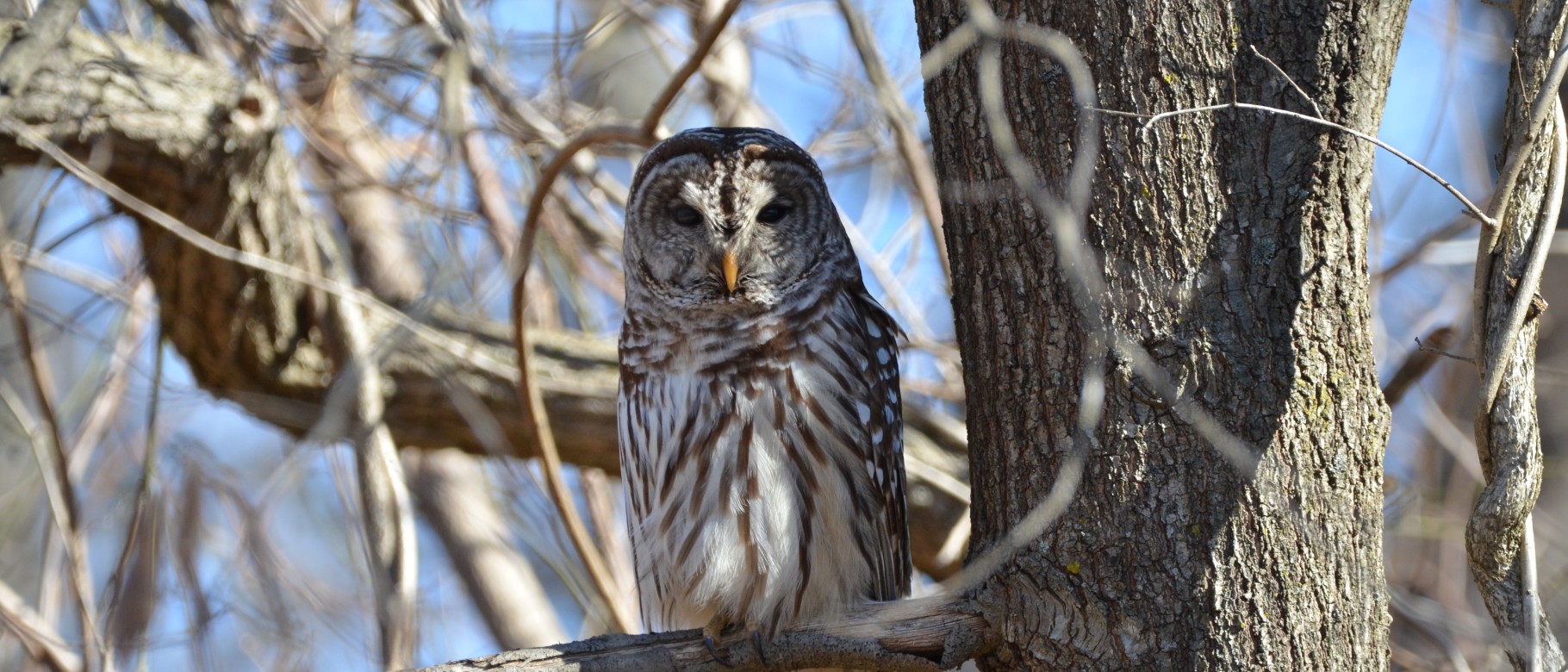 A barred owl is perched upon a tree branch