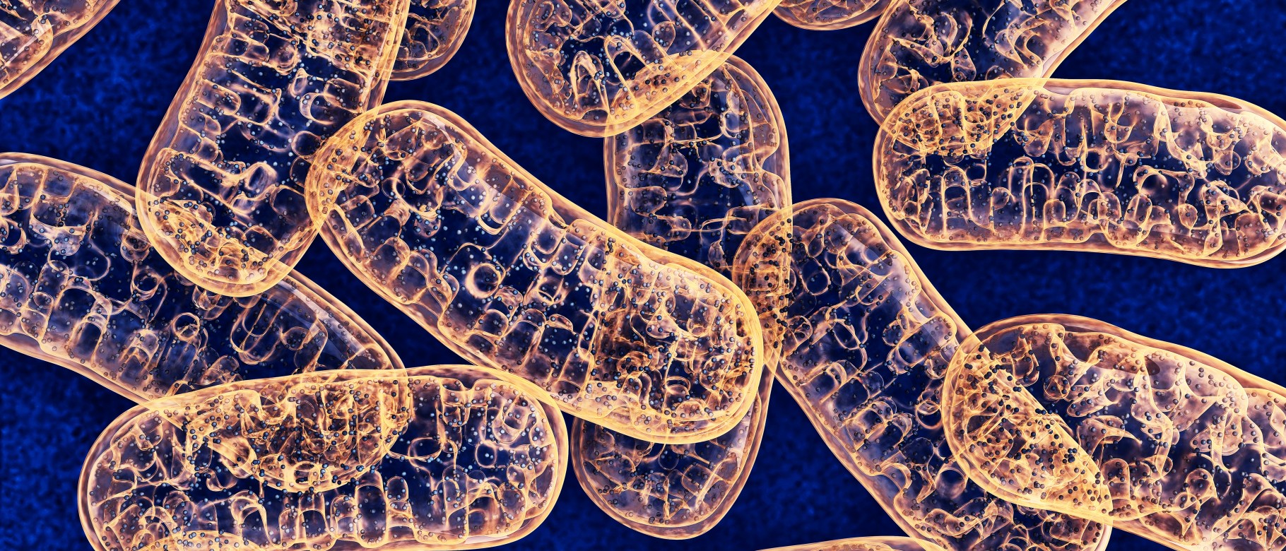 Cellular mitochondria as seen through an electron microscope