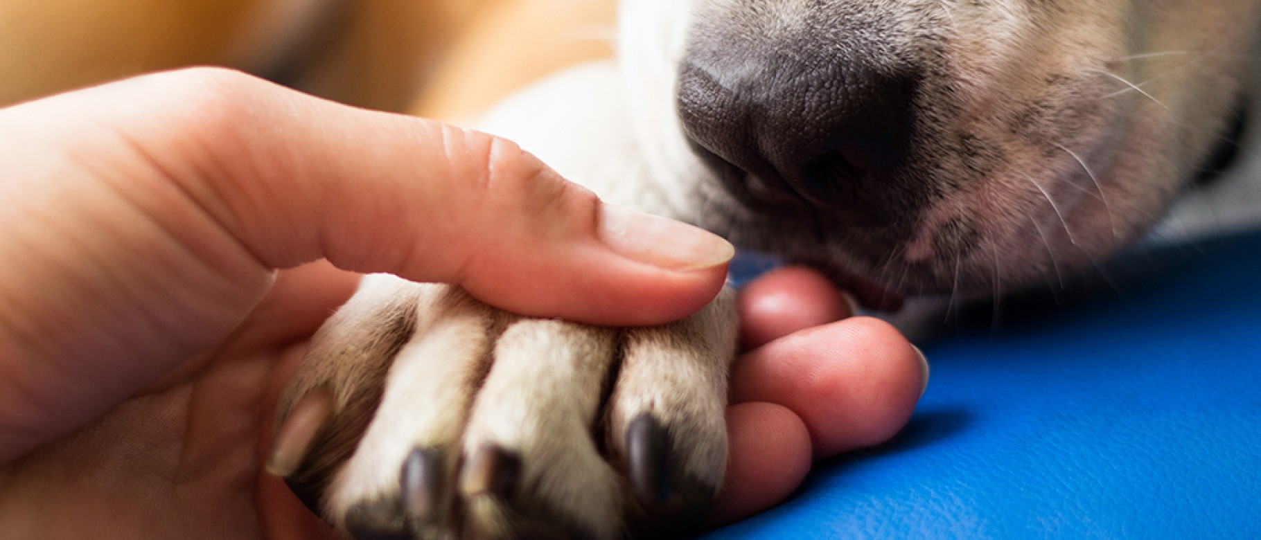 A close-up photo of a person holding a dog's paw
