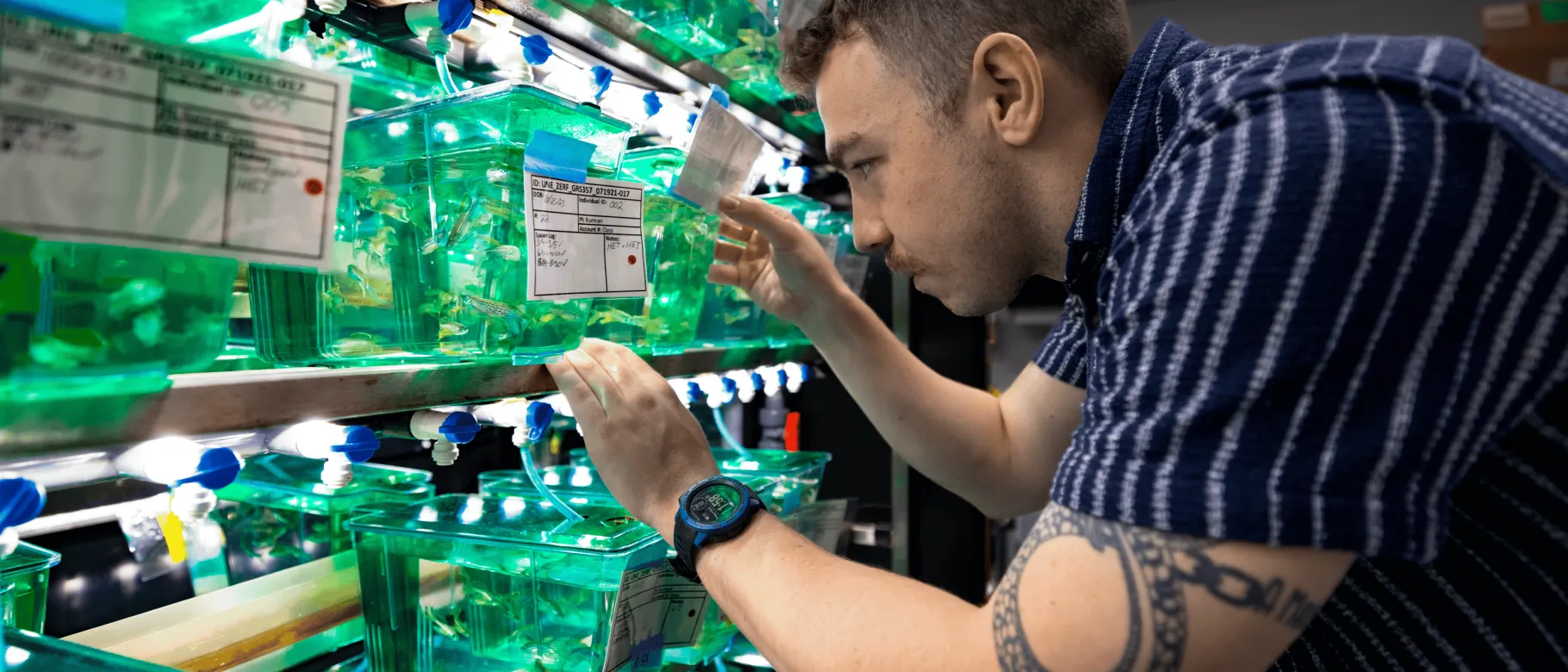 UNE student Willard Swift examines zebrafish in a UNE lab