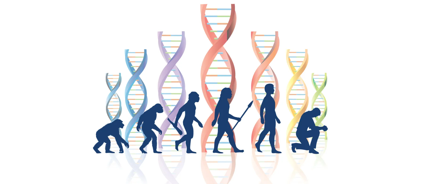 A graphic of human evolutionary stages with DNA chains in the background