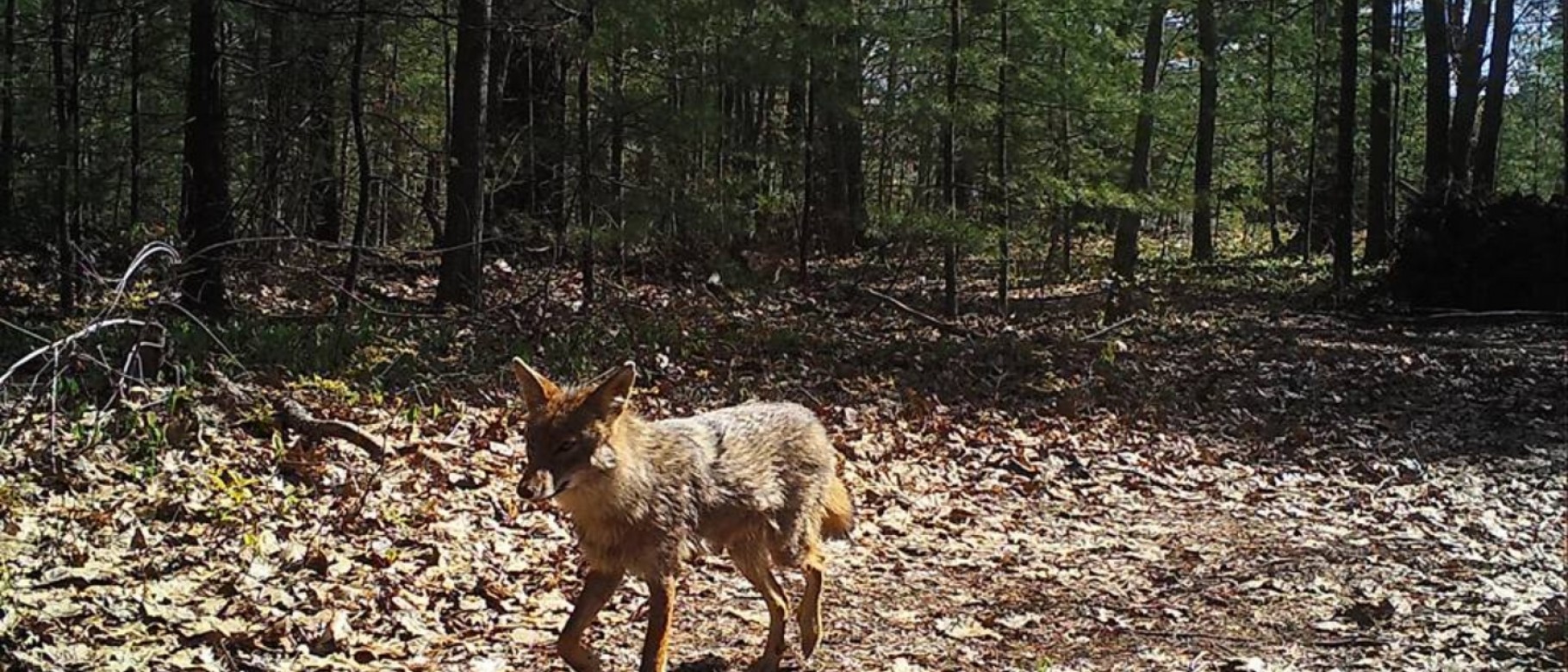 Noah Perlut's remote cameras captured this image of a coyote near the Eastern Trail gap