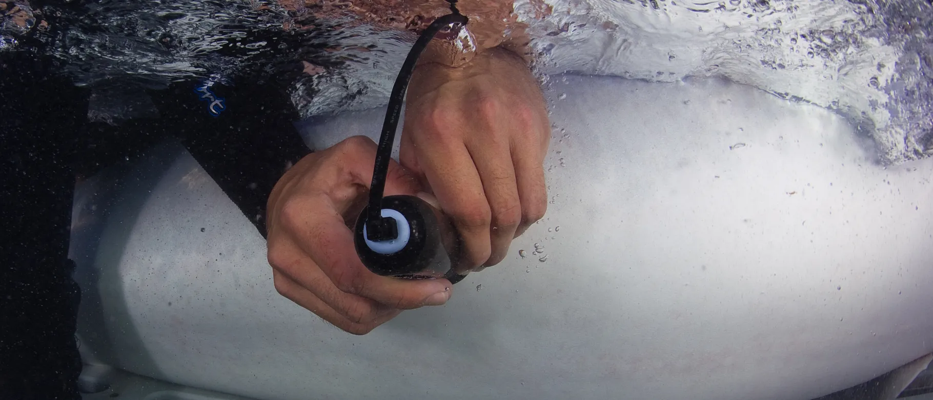 Ultrasound being performed on a live tiger shark. Photo credit: Jim Abernethy