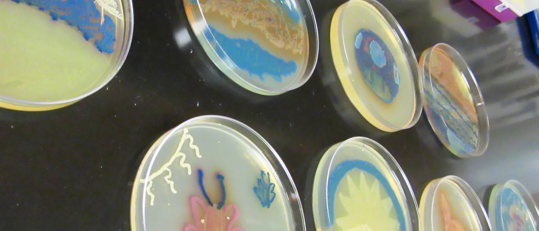 Agar art from the College of Pharmacy