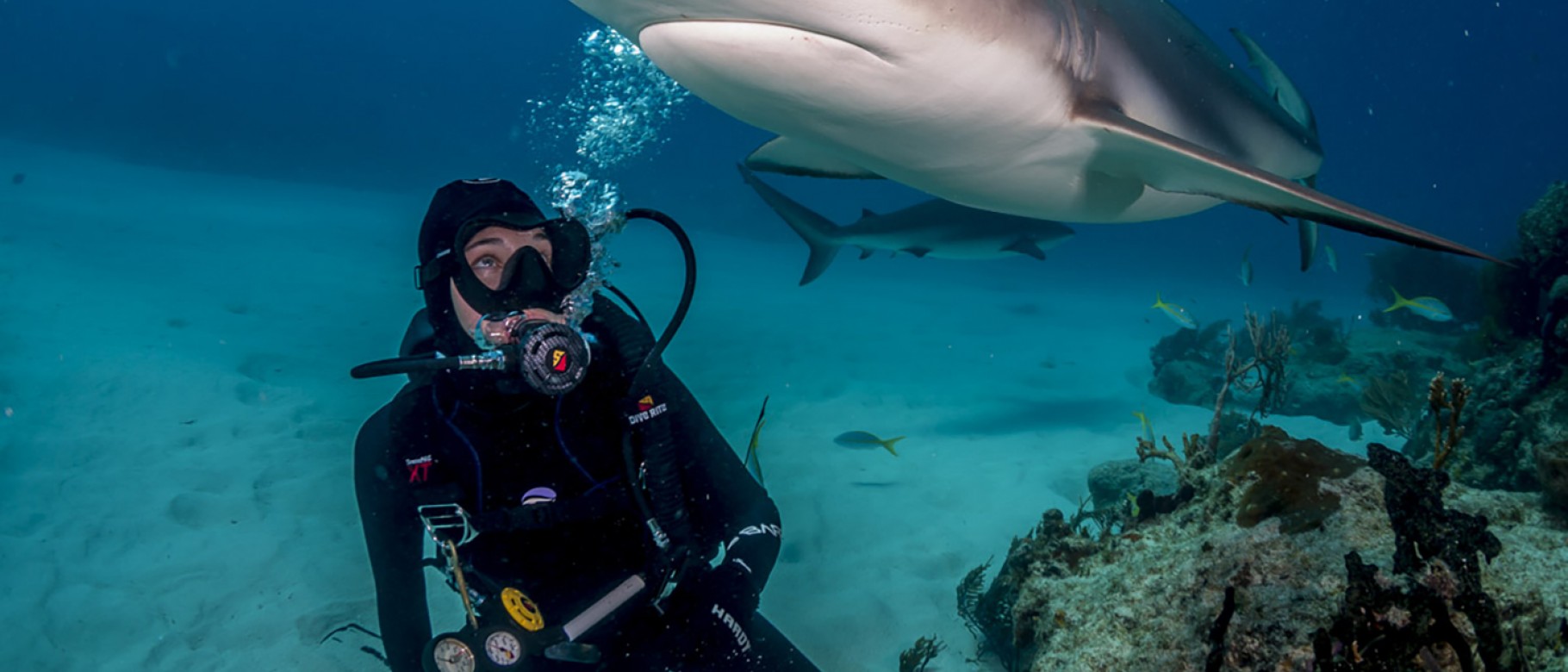 Carolyn Wheeler dives with tiger sharks in the Bahamas