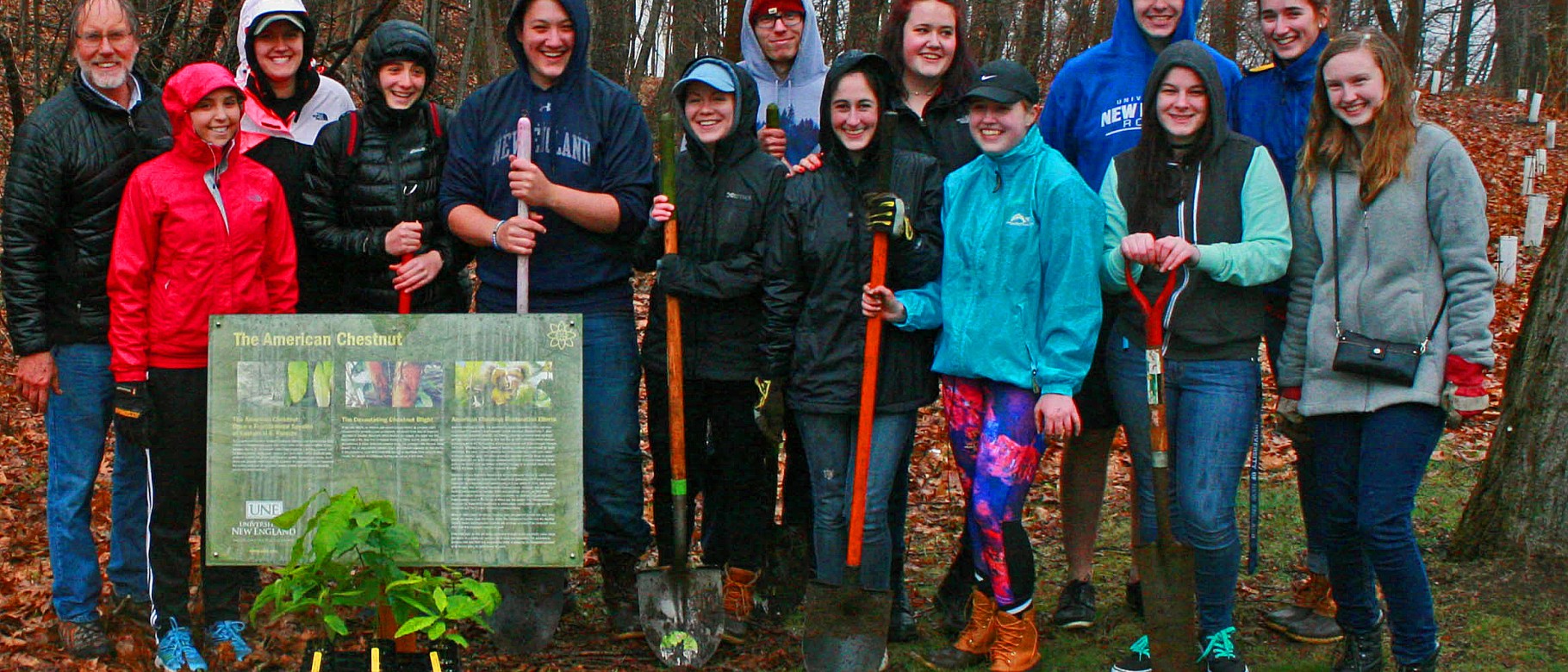 Students gather on the Biddeford Campus to plant chestnuts for the second year.