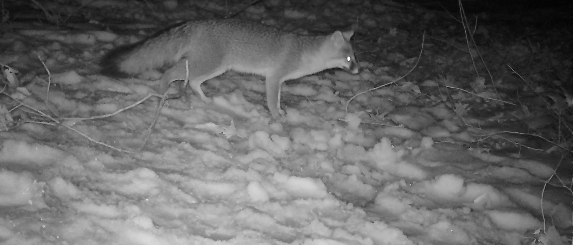 A gray fox is captured on camera as part Noah Perlut's GapTracks project.