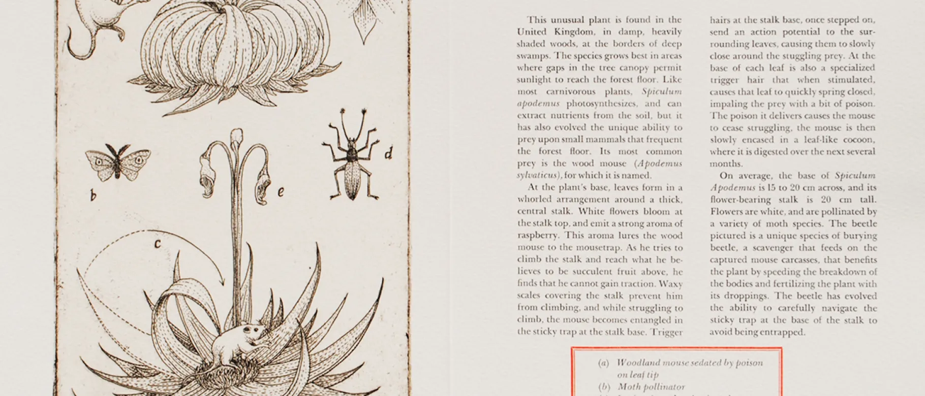 Plate 9 from "Carnivorous Plants: A Compendium of Most Unusual Species" by Stephen Burt and Pamela Morgan