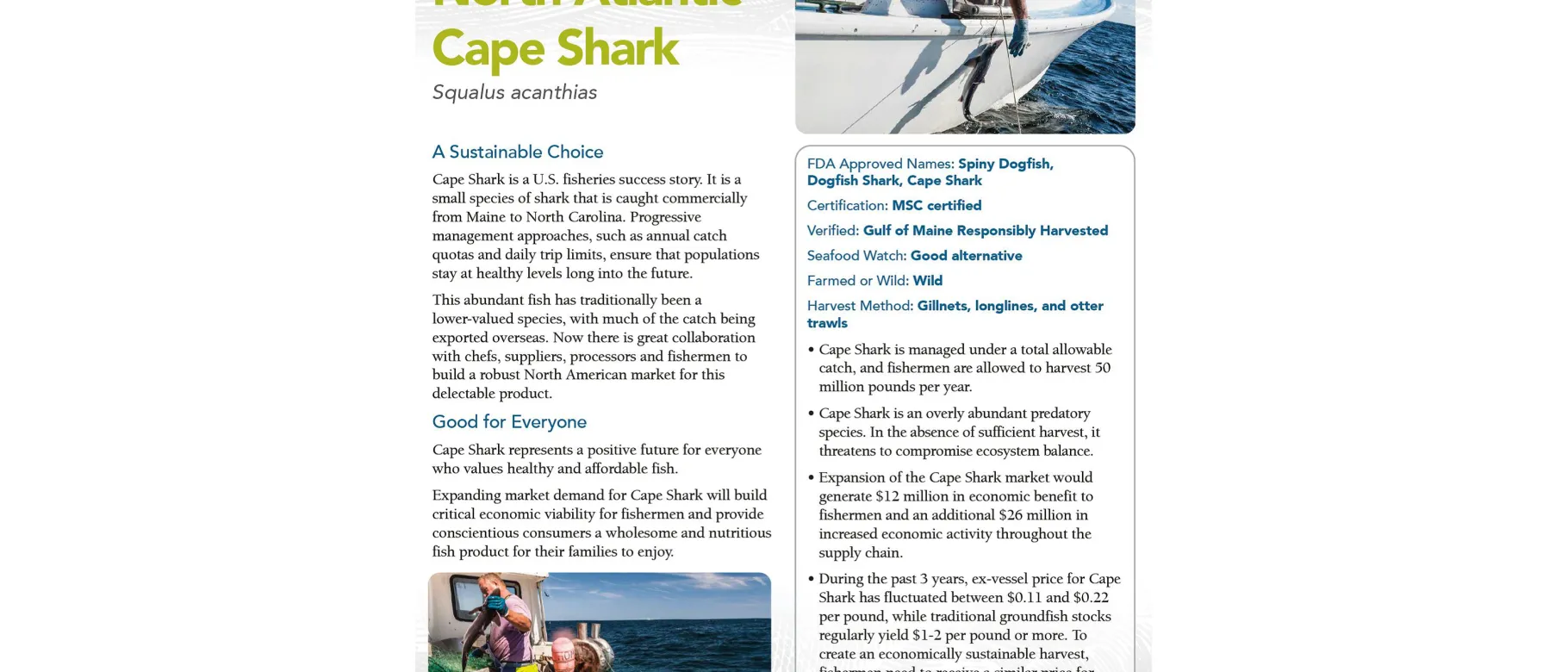 Dogfish flyer