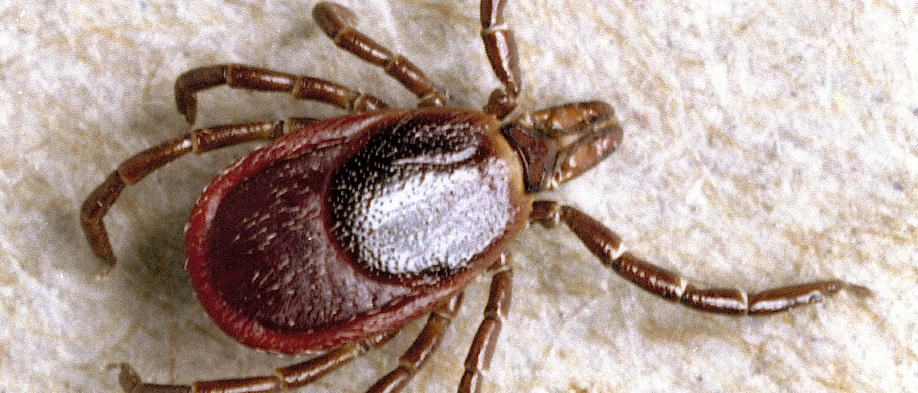 Nature is one of the few places still open amid the COVID-19 pandemic, but tick season is still starting to emerge.