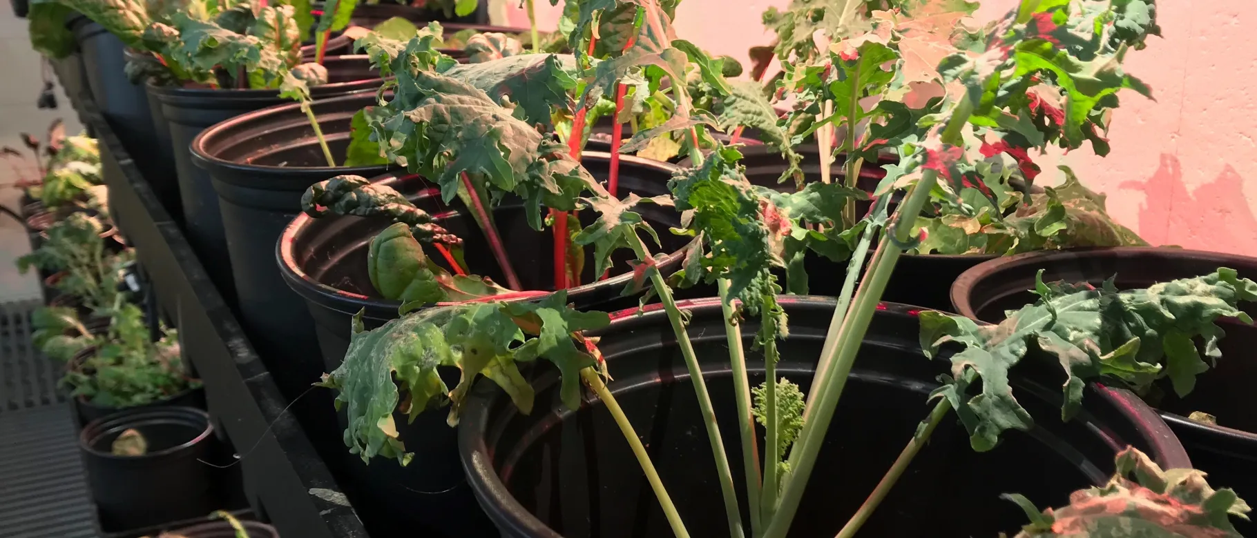 Students maintain all the plants growing inside UNE's aquaponics lab