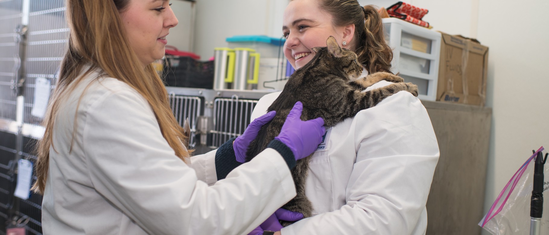 Pharmacy students Evan Carrell and Marlee Smith get a cat ready for medication