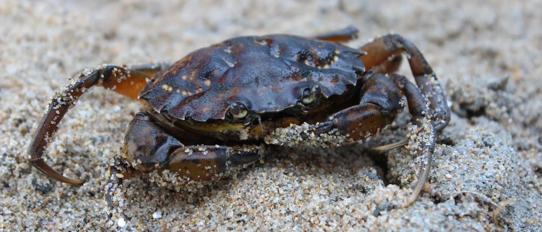 Green crab