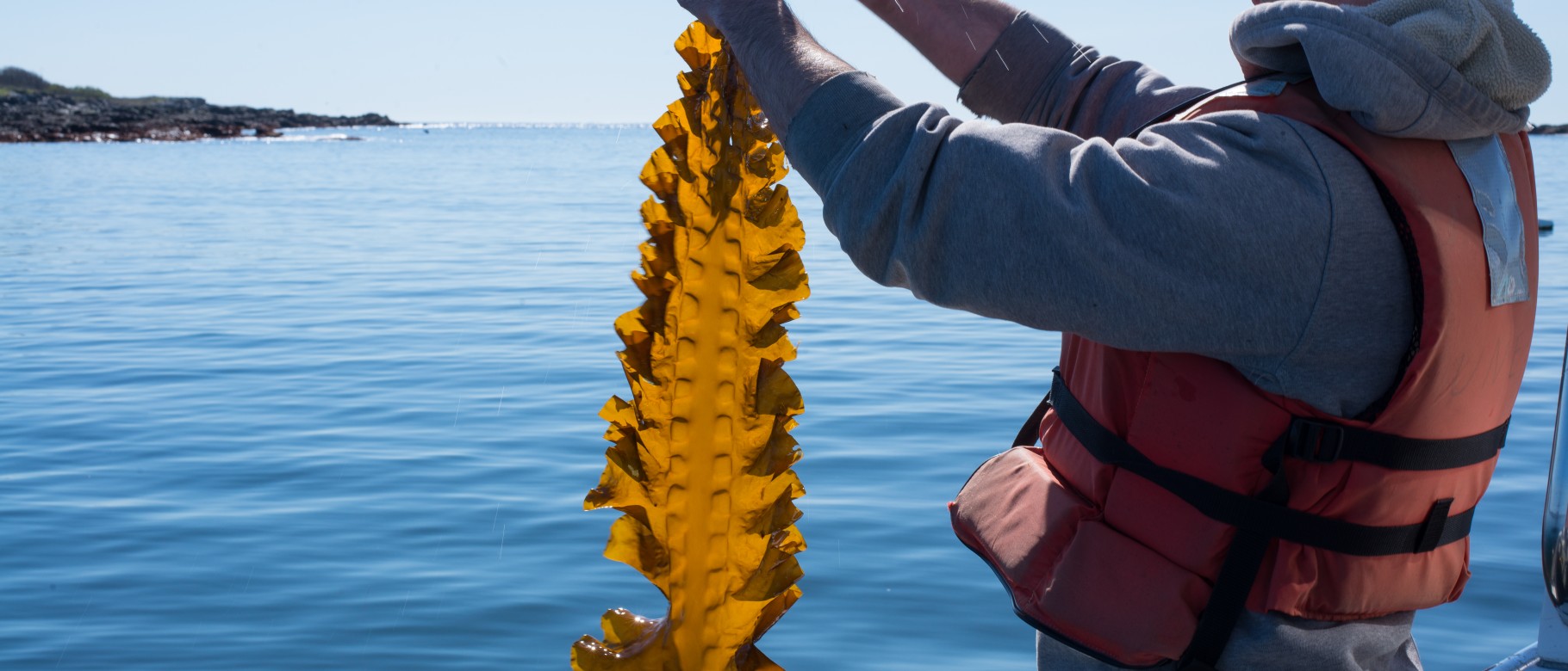 UNE's Adam St. Gelais is featured in an article about Maine's growing seaweed industry