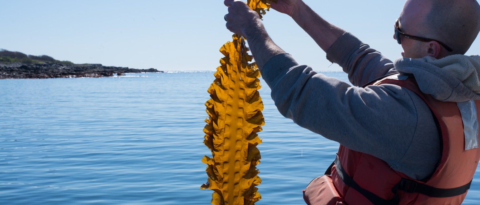 Adam St. Gelais looks at a piece of kelp harvested from UNE's farm