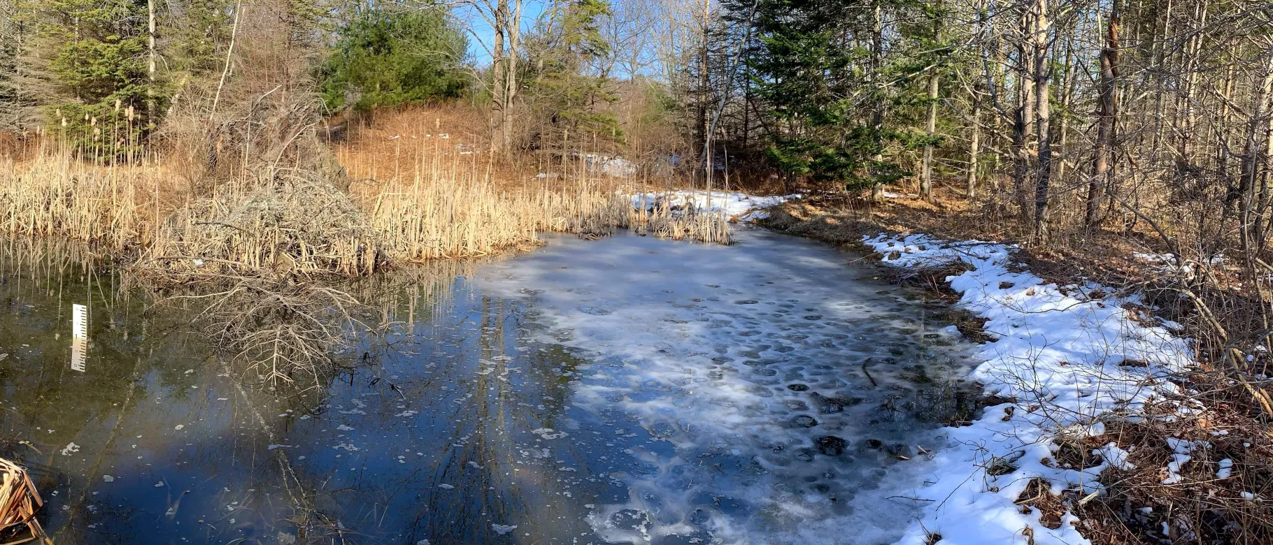 Large vernal pool in UNE's forest