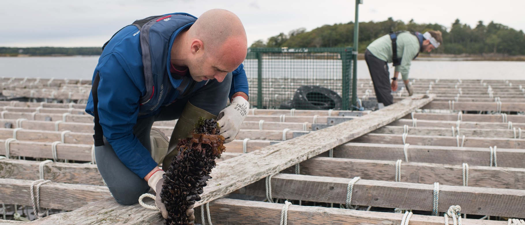 UNE NORTH Assistant Director for Science Adam St. Gelais conducts research at the Bang's Island Mussel farm in Casco Bay