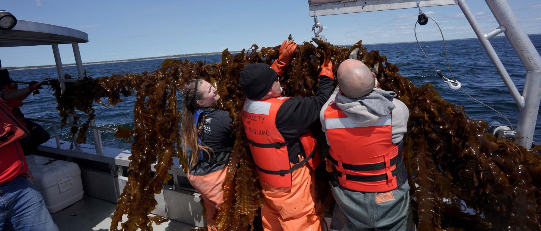 UNE researchers recently harvested seaweed that had been growing all winter at their ocean farm