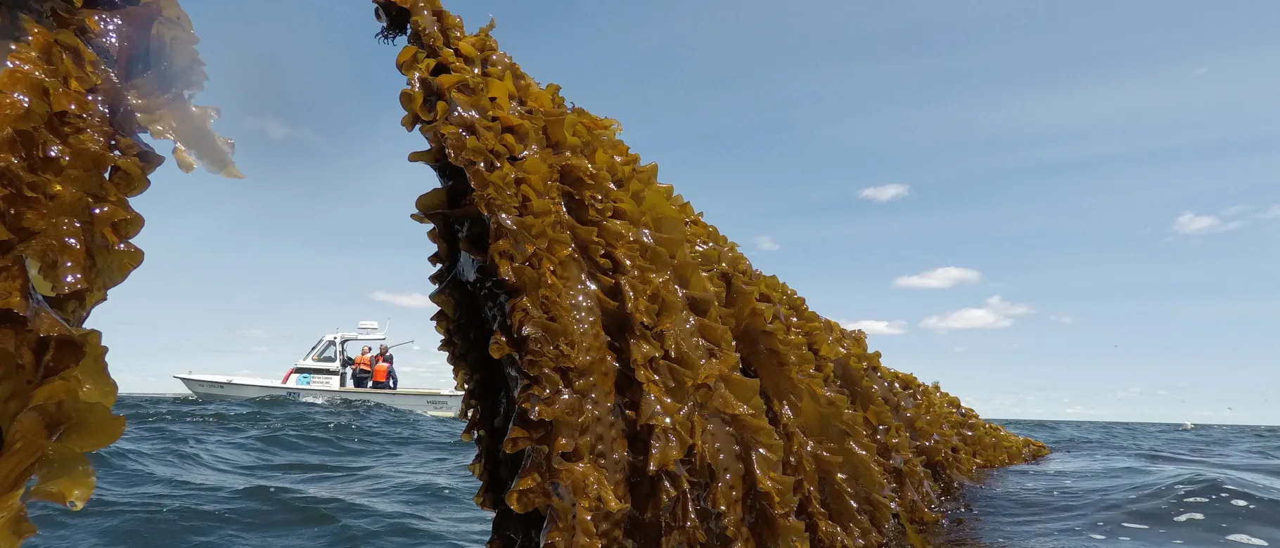 University of New England chosen as U.S. partner for EU-funded aquaculture project