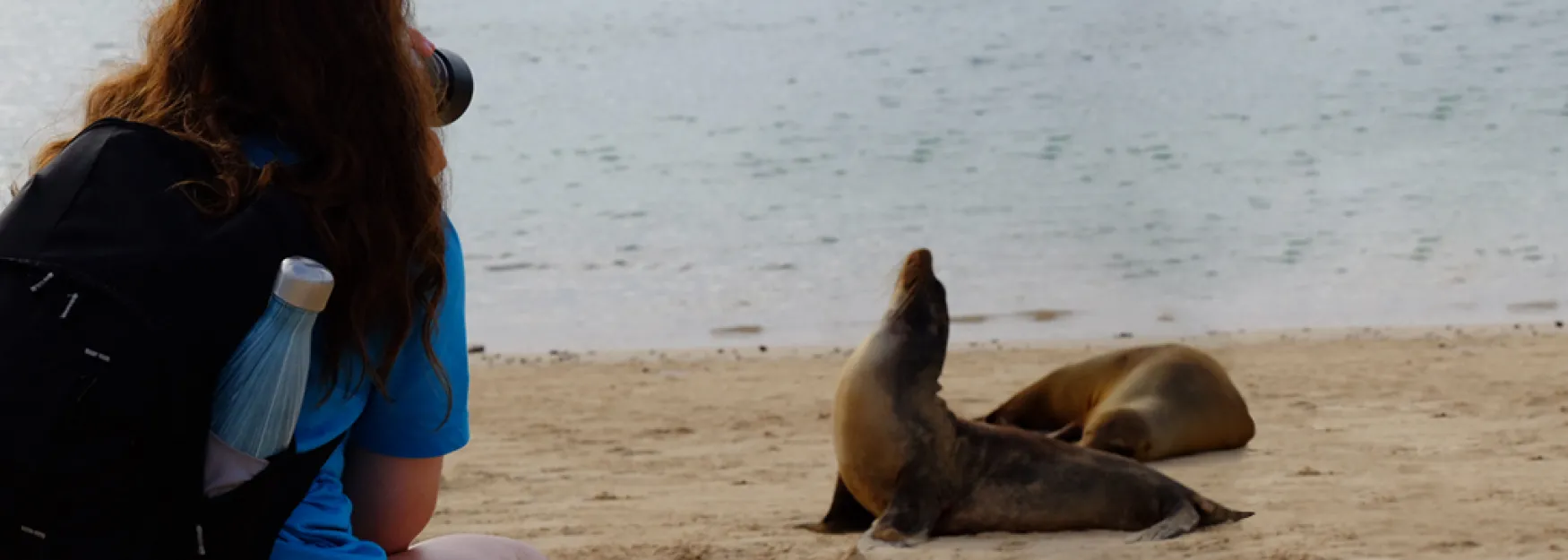 Dominique Mellone stands on a beach in the Galapagos Islands taking a photo of two seals in the distance