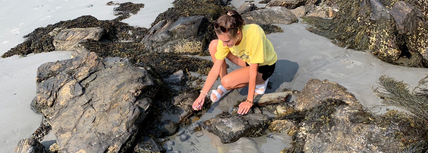 U N E Marine Sciences student Elena Shipley explores a tidepool