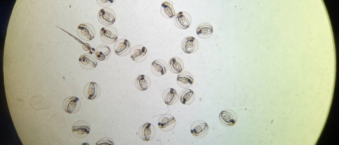 A group of zebrafish eggs under a microscope