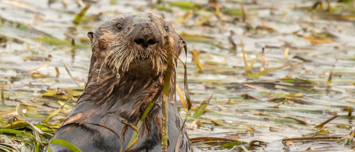 A sea otter covered in seaweed