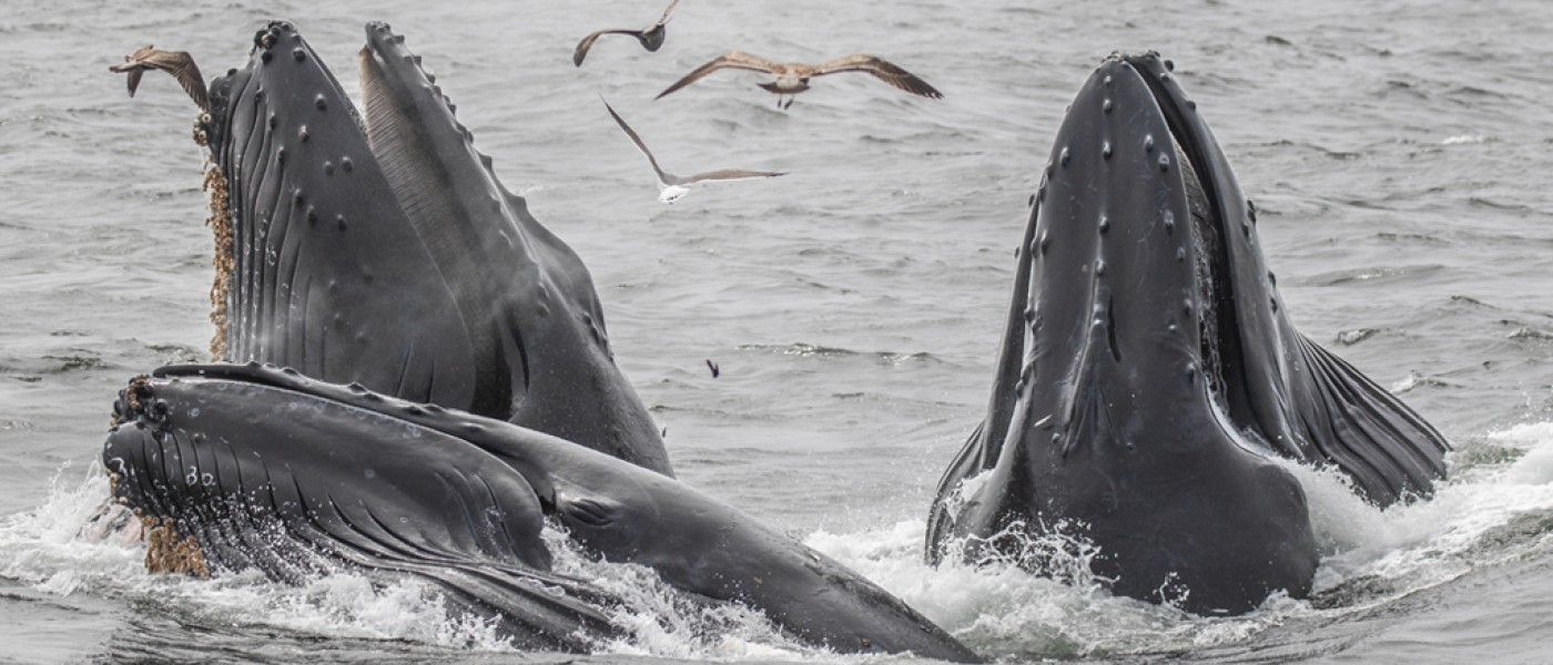 A pod of humpback whales breaching the ocean